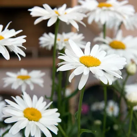 Girasole ヴィラ Limni (Corfu)